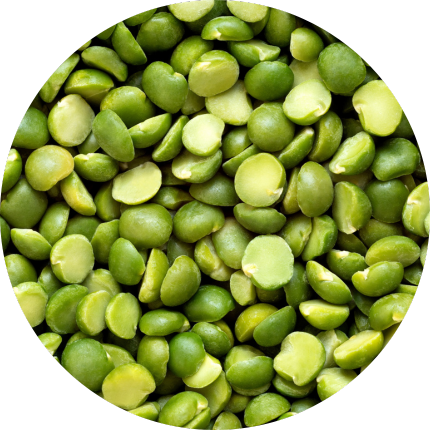 Developing Pea And Hemp Varieties For Ingredient Processing